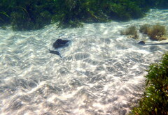 Myliobatis tenuicaudatus
