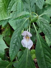 Impatiens uniflora