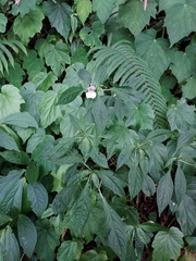 Impatiens uniflora