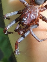 Idiopidae