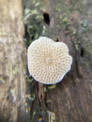 Favolaschia manipularis