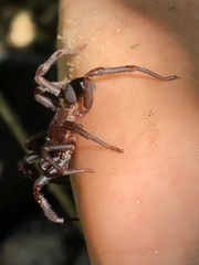 Idiopidae