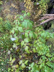 Rubus idaeus
