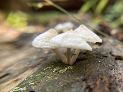 Favolaschia manipularis