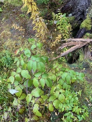 Rubus idaeus