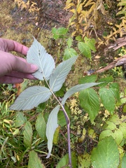 Rubus idaeus