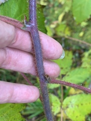 Rubus idaeus