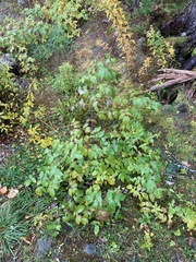 Rubus idaeus