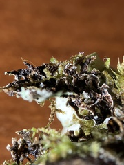 Hypogymnia lophyrea