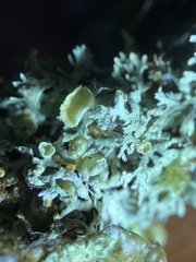 Hypogymnia lophyrea