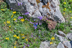 Chaenorhinum origanifolium