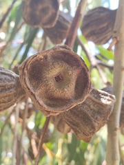 Eucalyptus erythrocorys