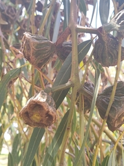 Eucalyptus erythrocorys