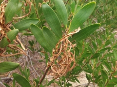 Acacia longifolia sophorae