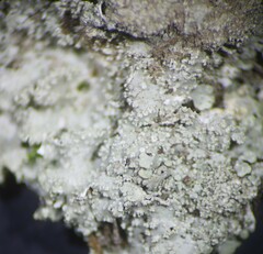 Punctelia caseana