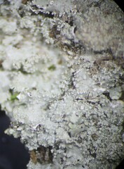 Punctelia caseana