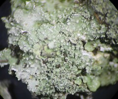 Punctelia caseana