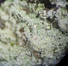 Punctelia caseana