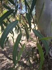 Eucalyptus erythrocorys