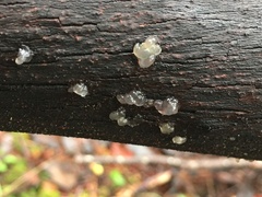 Tremella globispora