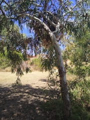 Eucalyptus erythrocorys