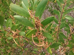 Acacia longifolia sophorae