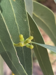 Eucalyptus gomphocephala