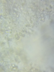 Postia fragilis image