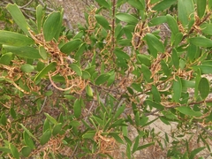 Acacia longifolia sophorae