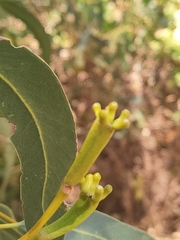 Eucalyptus gomphocephala