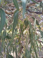 Eucalyptus gomphocephala