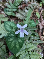 Viola formosana