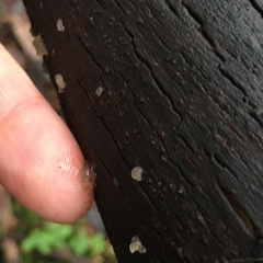 Tremella globispora
