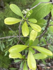 Psychotria dallachiana