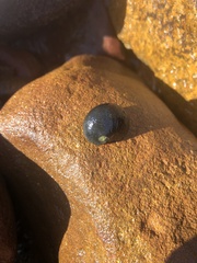 Nerita melanotragus