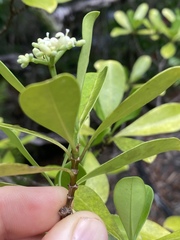 Psychotria dallachiana
