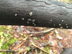Tremella globispora