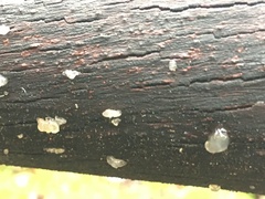 Tremella globispora