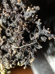 Hypogymnia lophyrea
