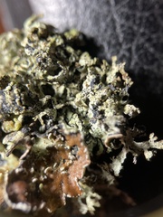 Hypogymnia lophyrea