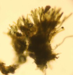 Nostocales
