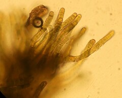 Nostocales