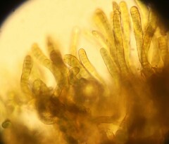 Nostocales
