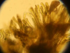 Nostocales