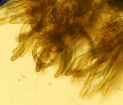 Nostocales
