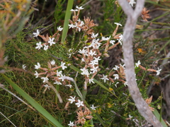 Lysinema ciliatum
