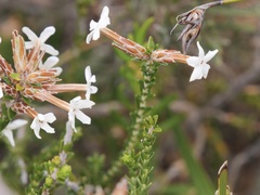 Lysinema ciliatum