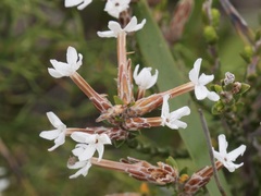 Lysinema ciliatum