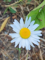 Leucanthemum