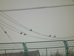 Streptopelia orientalis